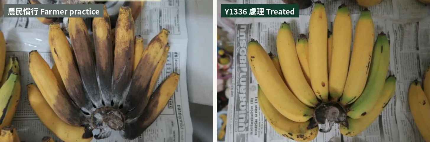 Thai banana demonstration 17 days after harvest: farmer-practice fruit largely browned, Y1336-treated fruit still golden