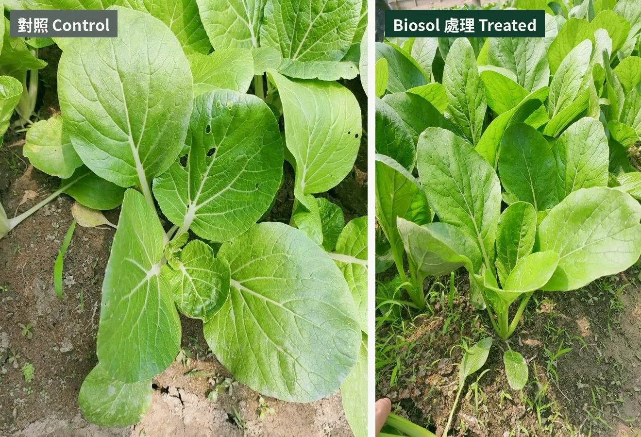 Organic pak choi in Yunlin: weaker control plants versus even, healthy Biosol-treated plants