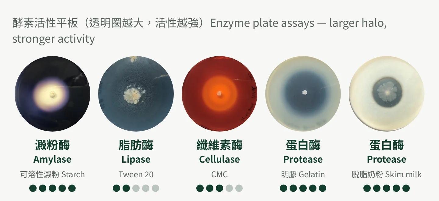 Y1336 enzyme plate assays: strongest amylase and protease activity, moderate cellulase, weaker lipase
