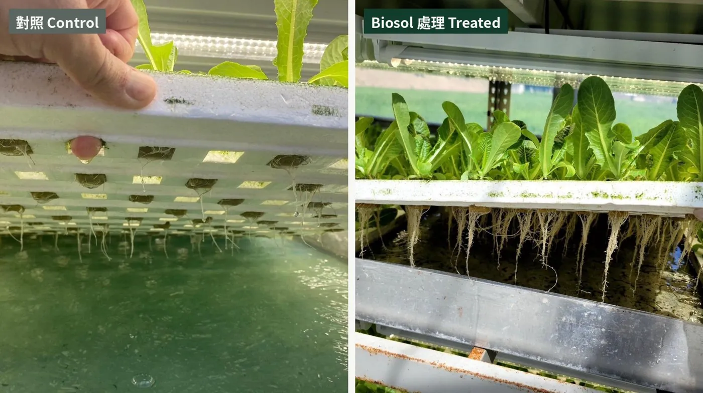 Hydroponic romaine in Miaoli: Biosol-treated roots are visibly longer and denser