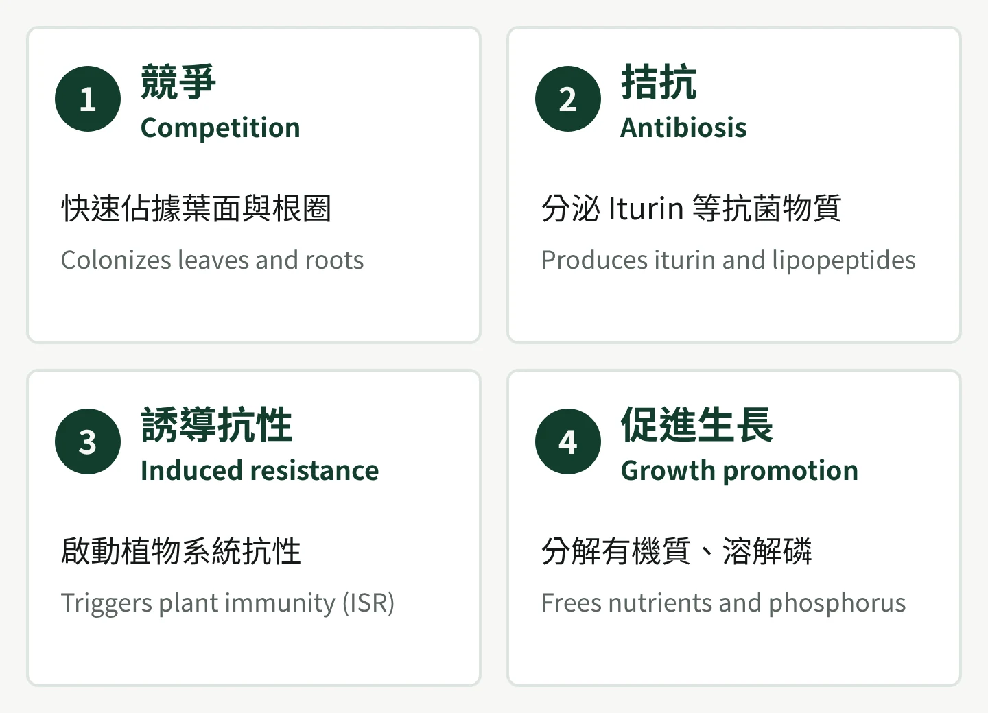 Four ways Y1336 protects crops: competition, antibiosis, induced resistance and growth promotion