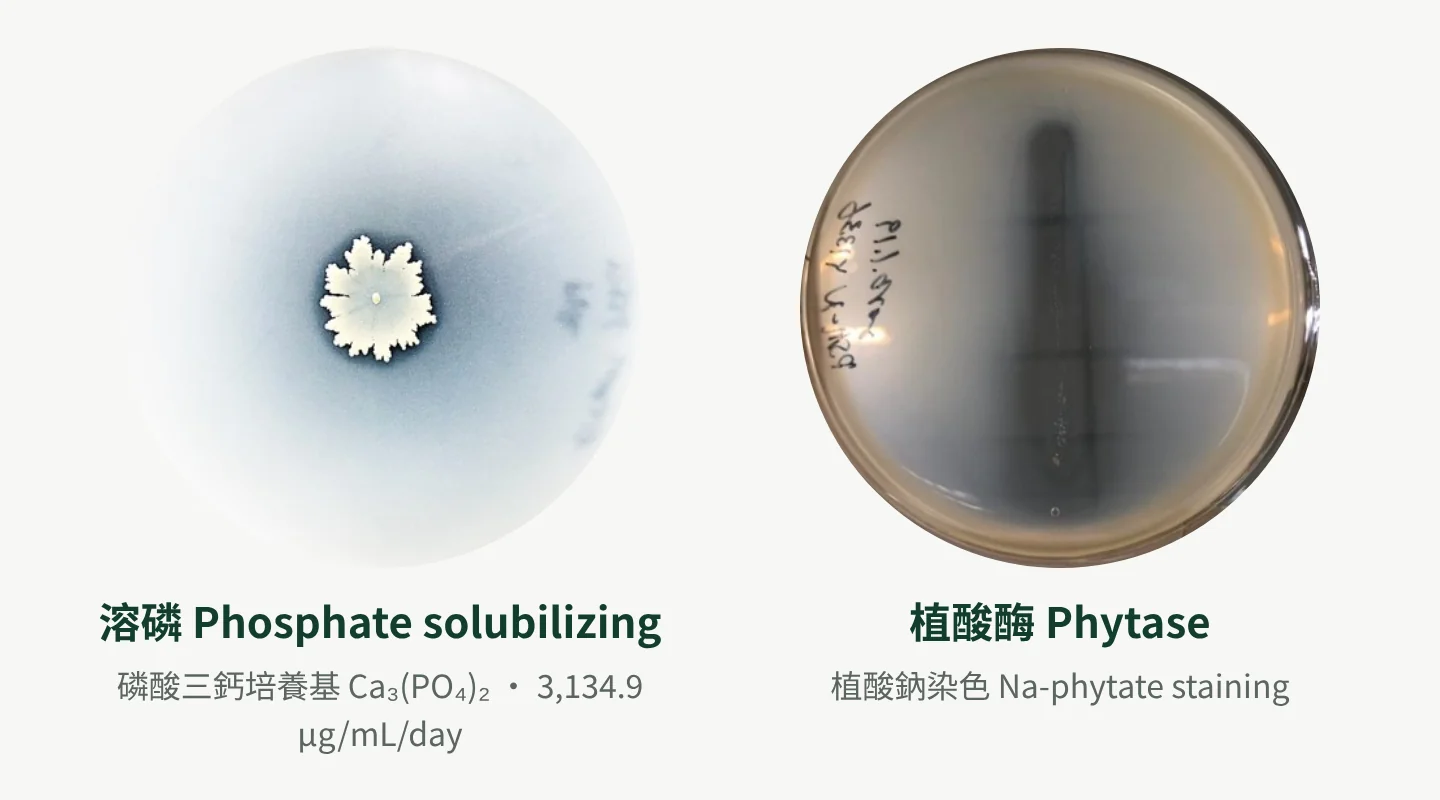 Y1336 forming a clear phosphate-solubilizing halo on tricalcium phosphate, and showing phytase activity