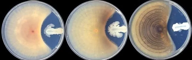 Y1336 inhibiting Fusarium wilt race 1 and race 4 of banana and strawberry anthracnose on agar plates