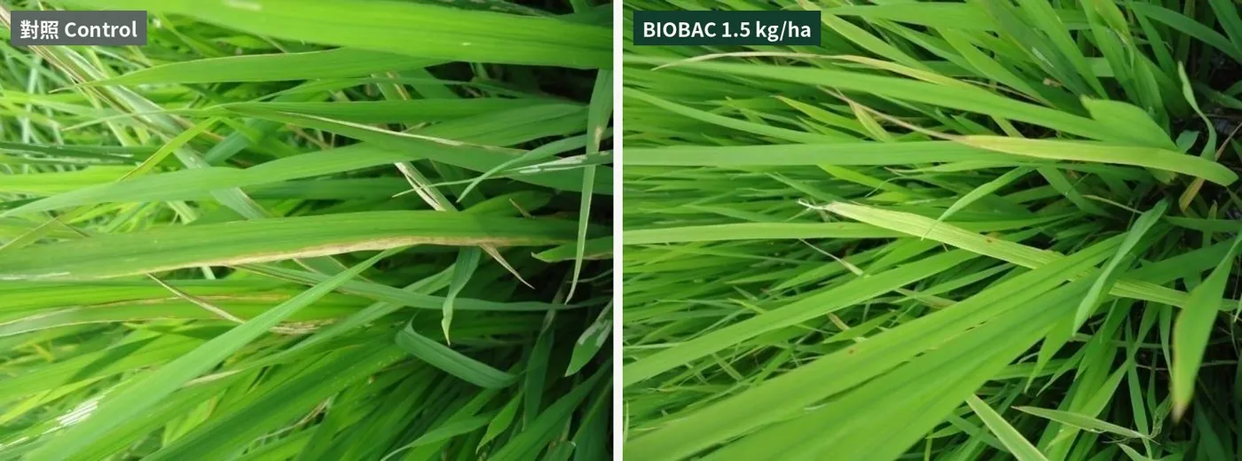 Rice bacterial leaf blight trial in Vietnam: yellow streaks in the control, green leaves with BIOBAC 1.5 kg/ha