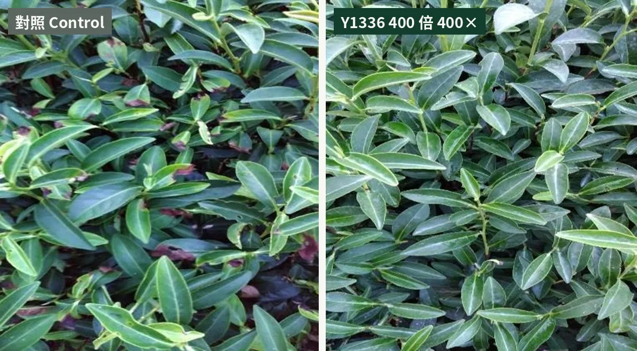 Tea brown blight trial in Taiwan: more lesions in the control, cleaner leaves with Y1336 at 400-fold