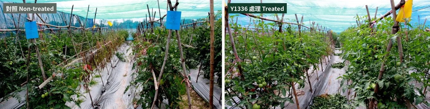Thai tomato demonstration: wilted plants untreated, healthy plants with Y1336