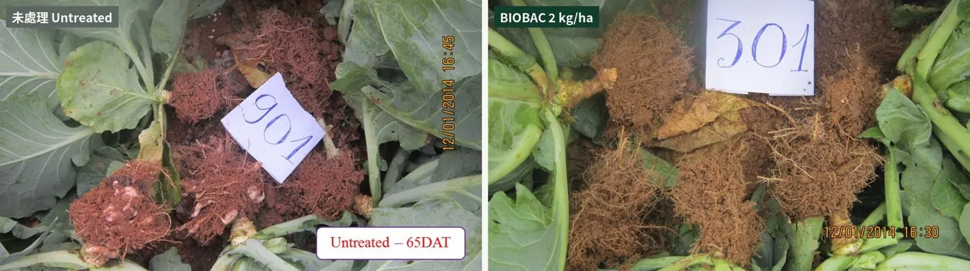 Vietnamese cabbage clubroot trial: galled roots untreated, fine healthy roots with BIOBAC 2 kg/ha