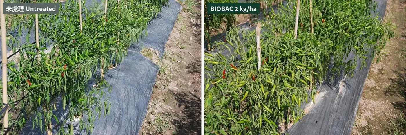 Vietnamese chili bacterial-wilt trial: denser plants and more fruit with BIOBAC 2 kg/ha