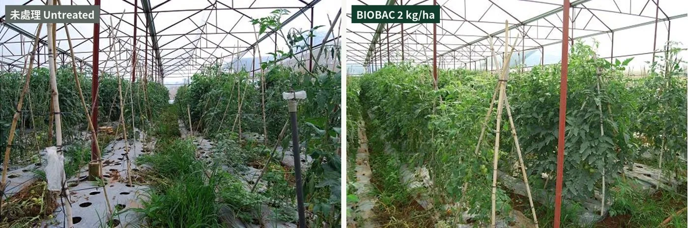 Vietnamese tomato bacterial-wilt trial: many wilted plants untreated, vigorous plants with BIOBAC 2 kg/ha